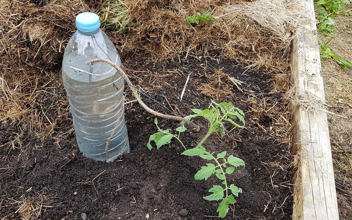 Полив огорода своими руками: советы по капельному орошению | Aquatoria💧